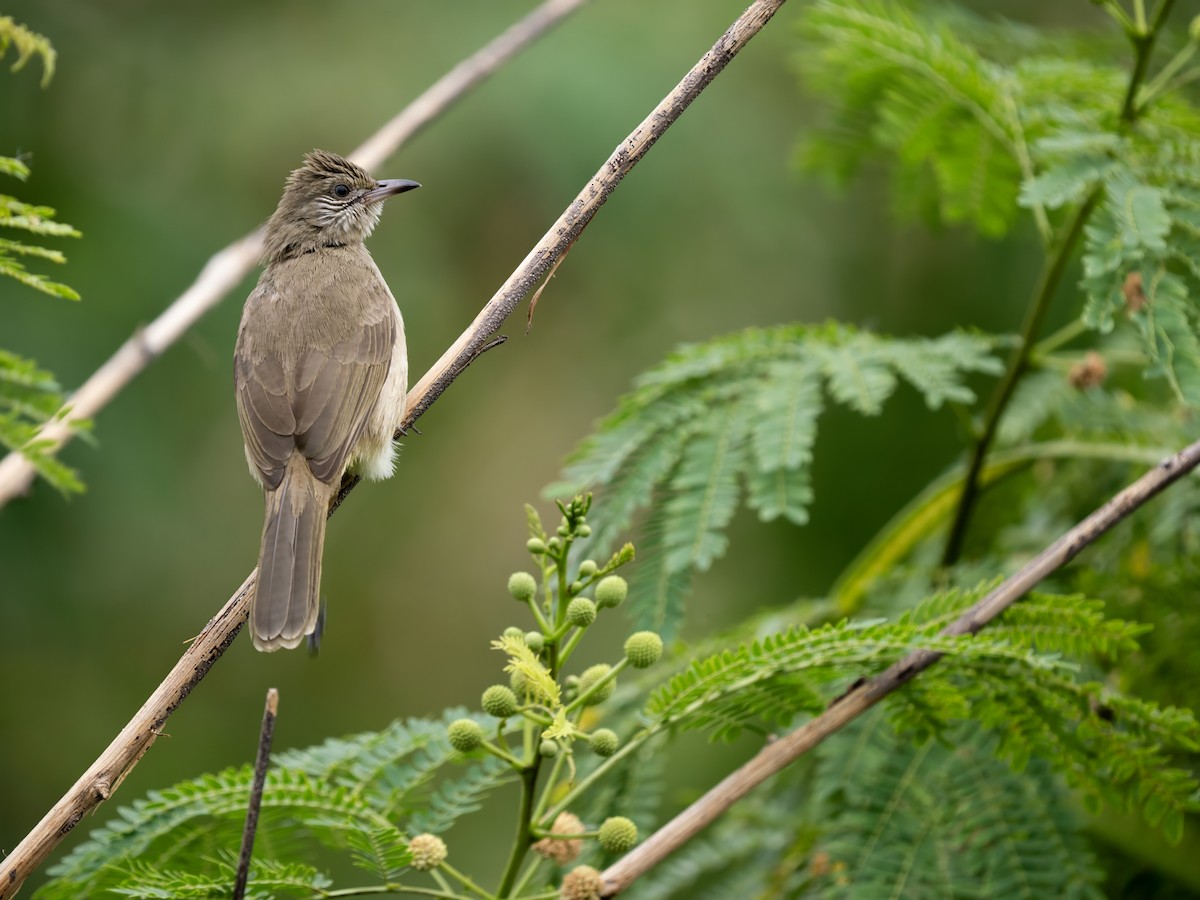 Streak-eared Bulbul - ML646342050