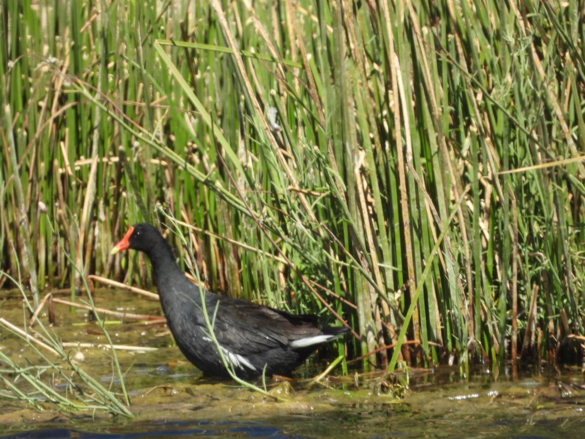 סופית אמריקנית - ML646342055