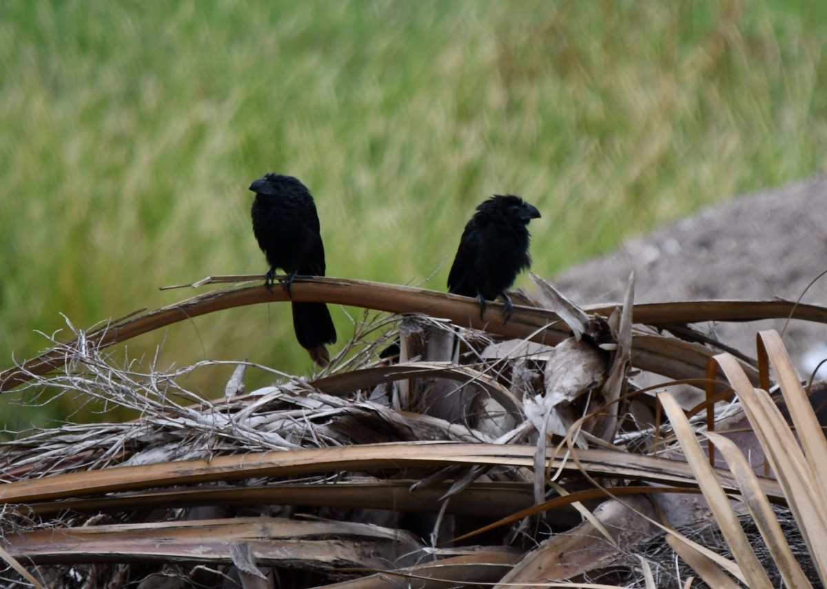 Groove-billed Ani - ML646342058