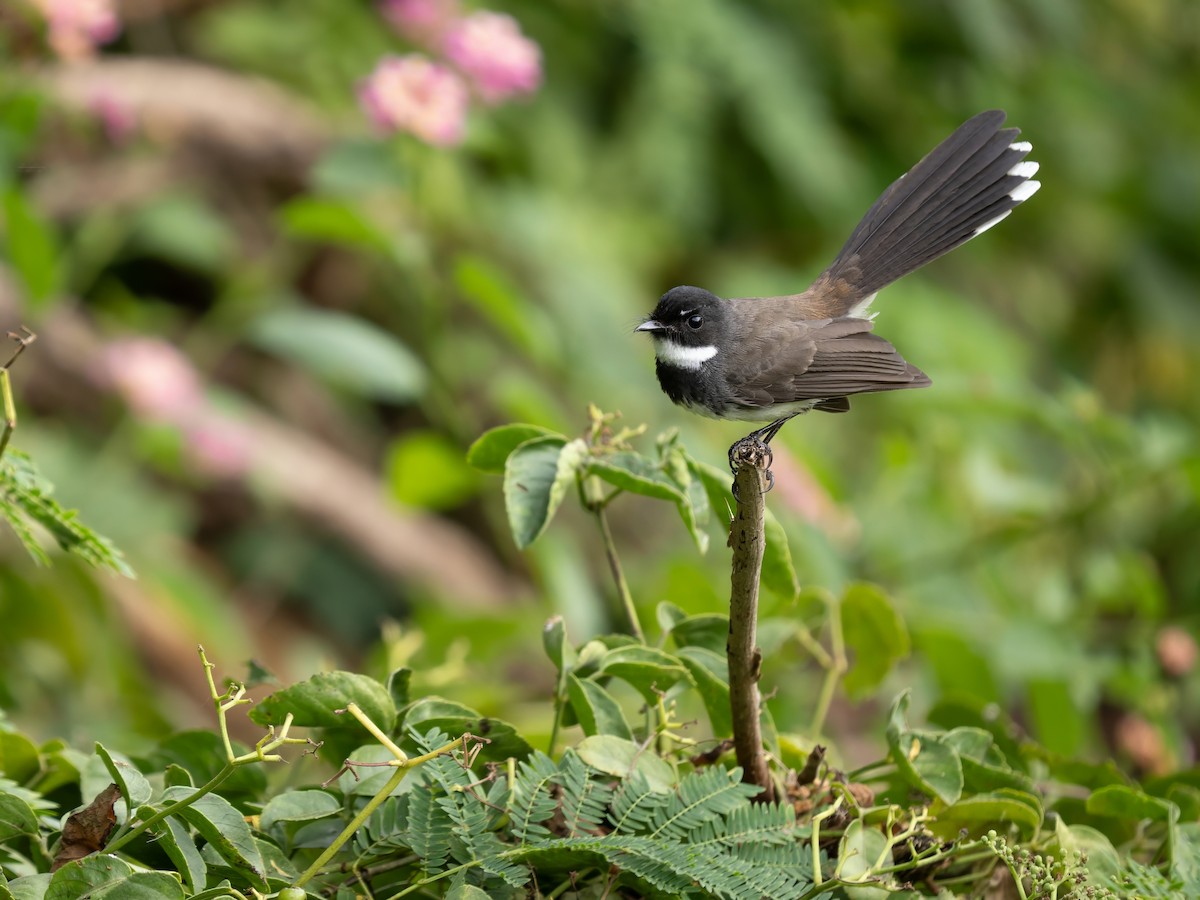 Malaysian Pied-Fantail - ML646342059