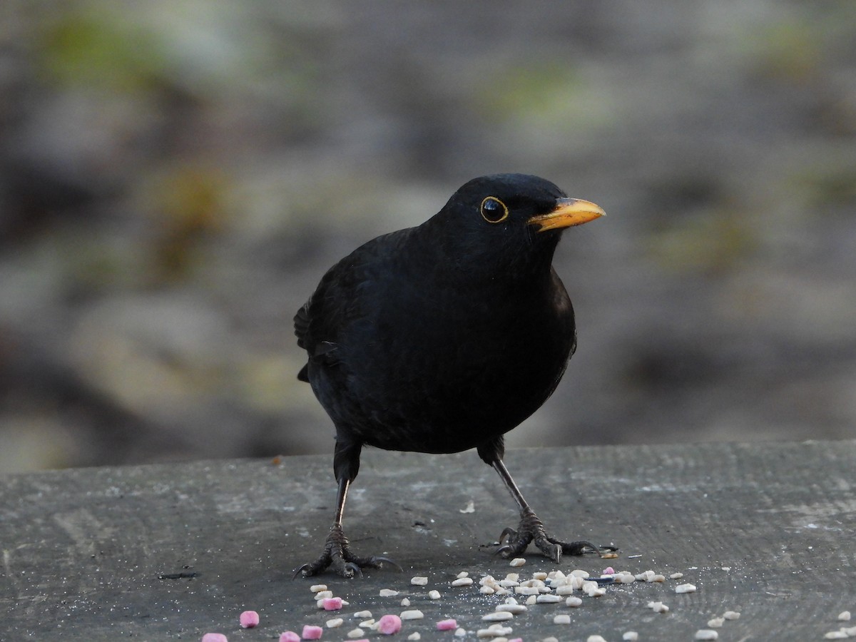 Eurasian Blackbird - ML646342060