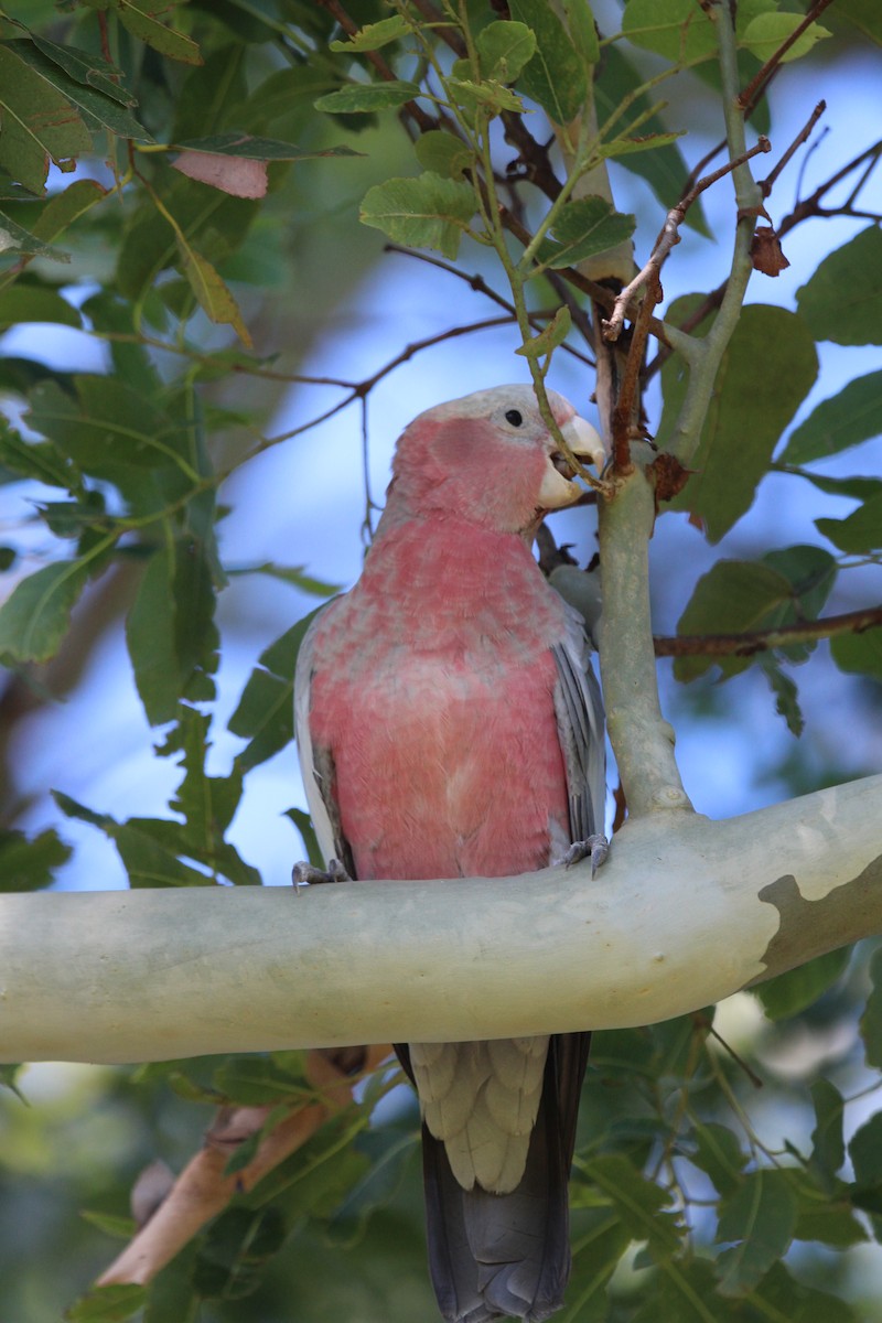 Gül Rengi Kakadu - ML646342061