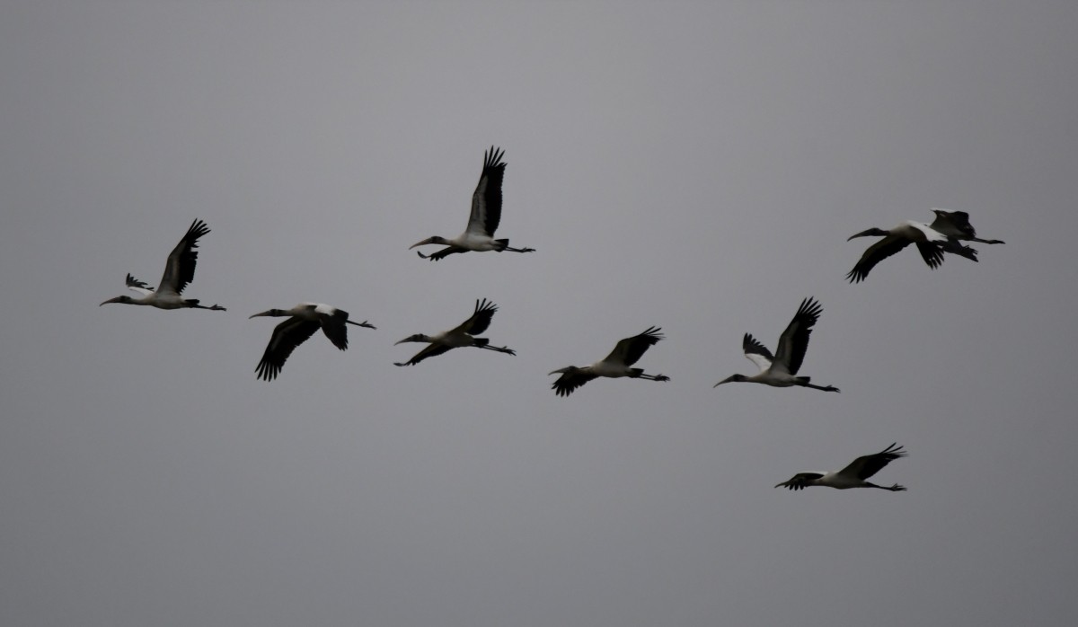 Wood Stork - ML646342062