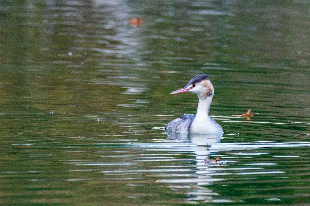 Great Crested Grebe - ML646342065