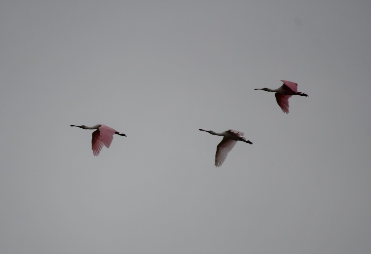 Roseate Spoonbill - ML646342066