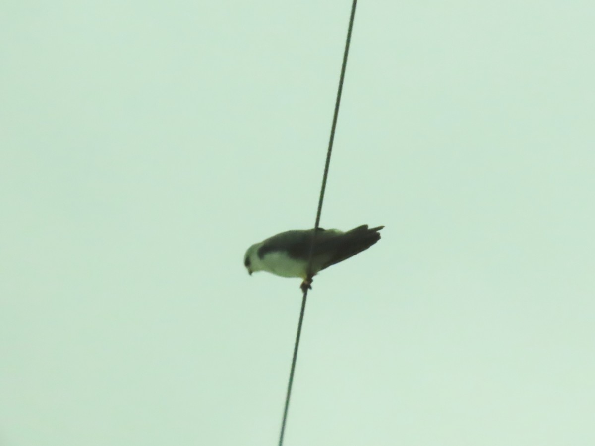 Black-winged Kite - ML646342072