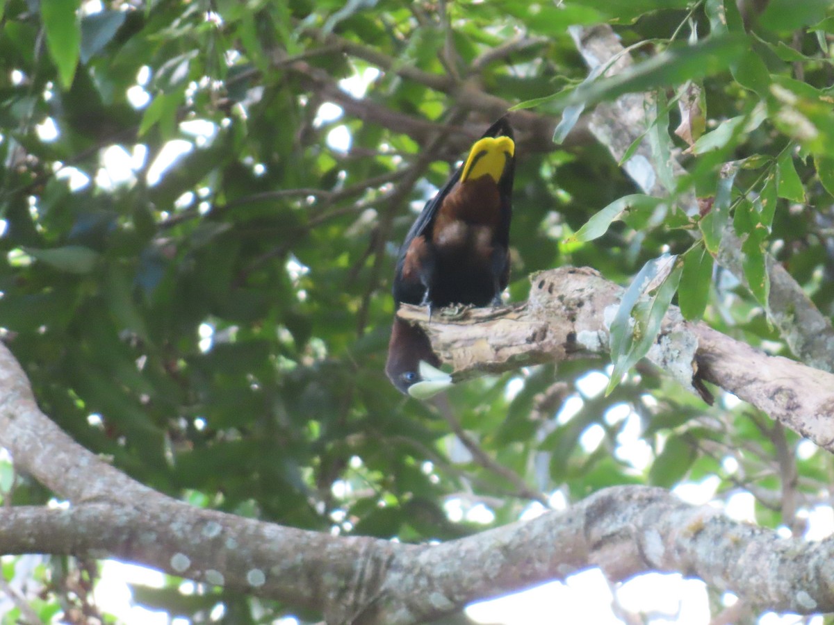 Chestnut-headed Oropendola - ML646342073