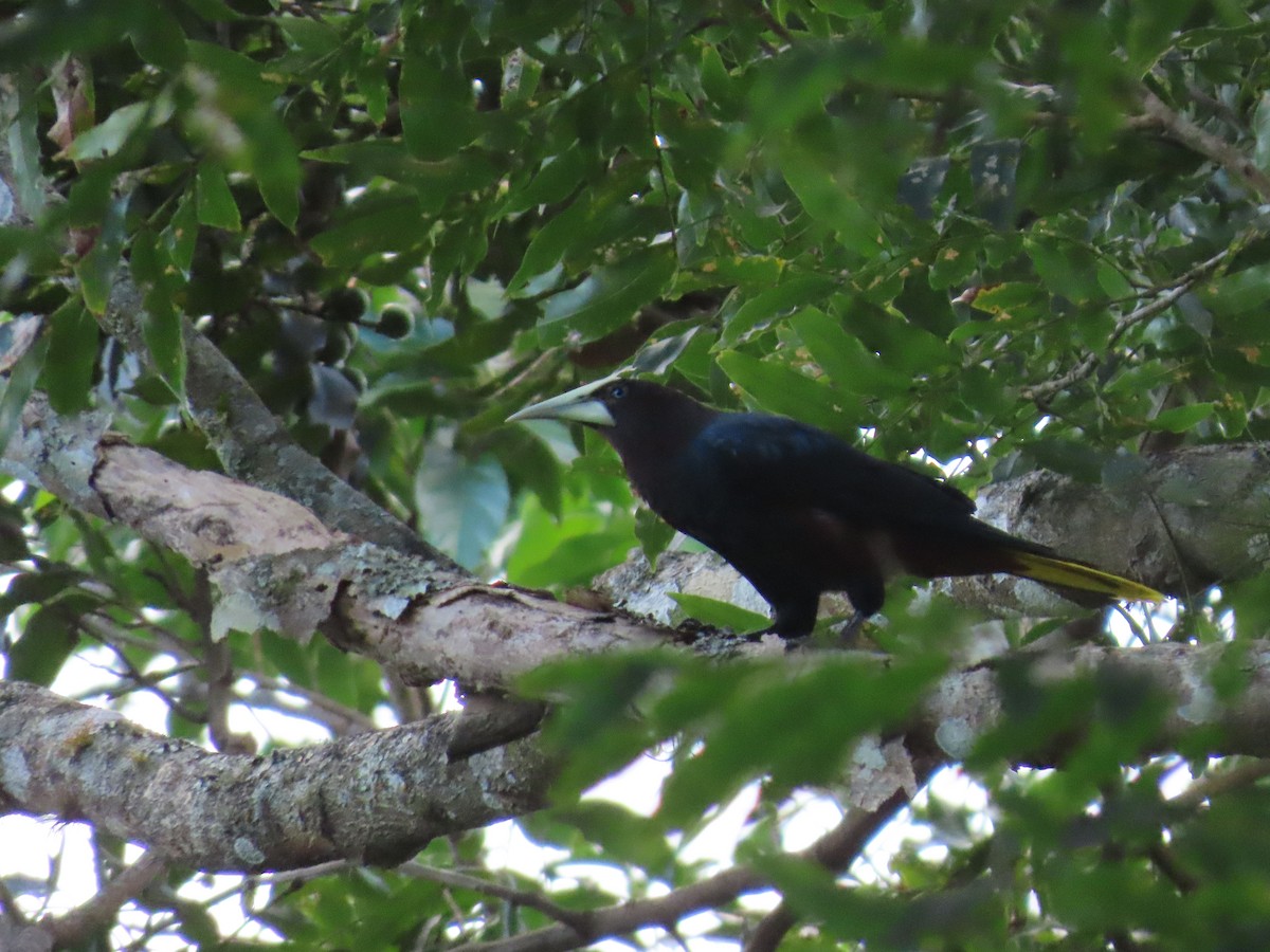 Chestnut-headed Oropendola - ML646342074