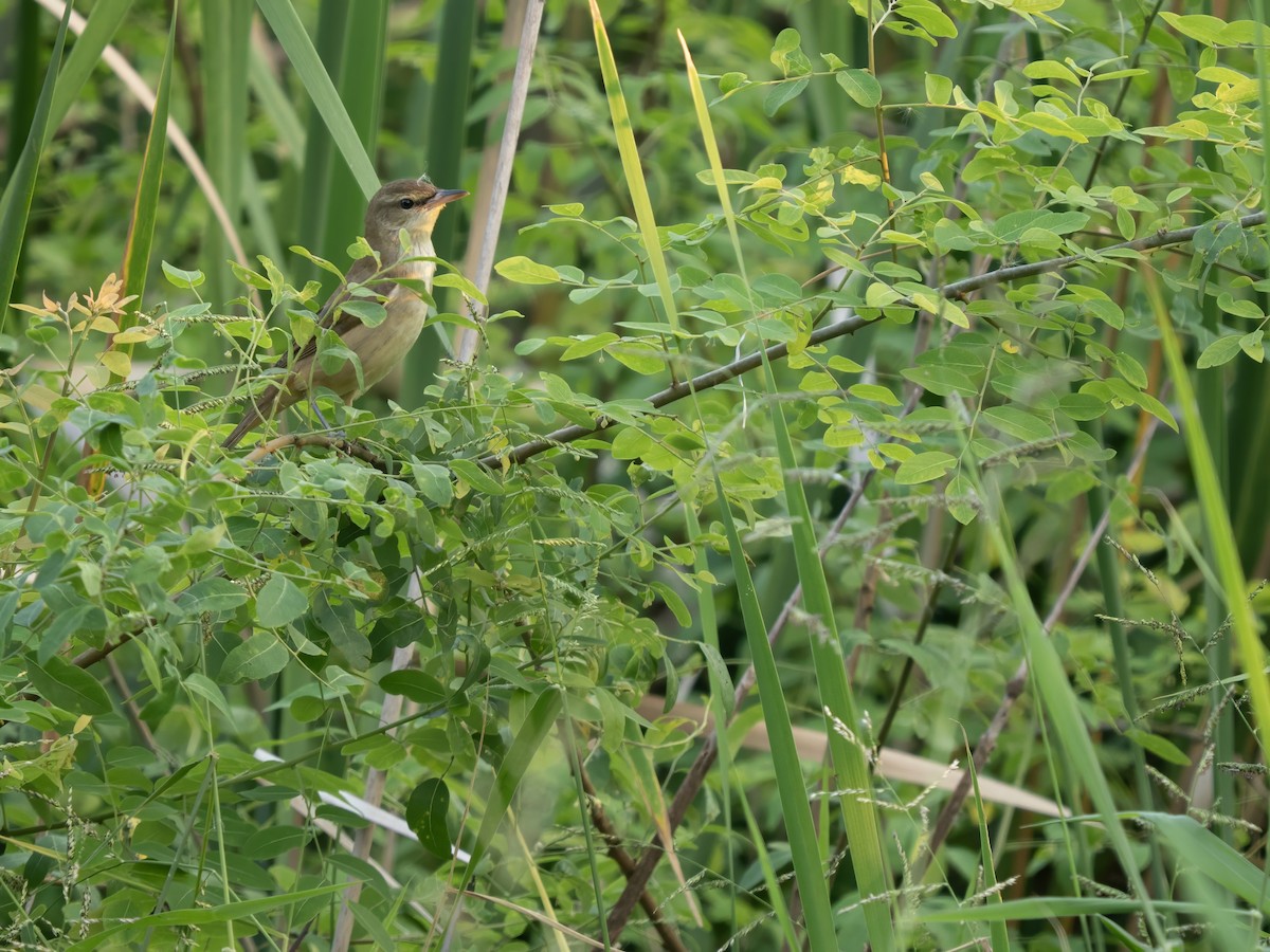 Oriental Reed Warbler - ML646342075