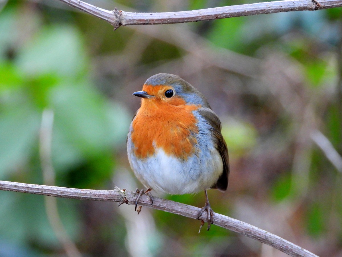 European Robin - ML646342076