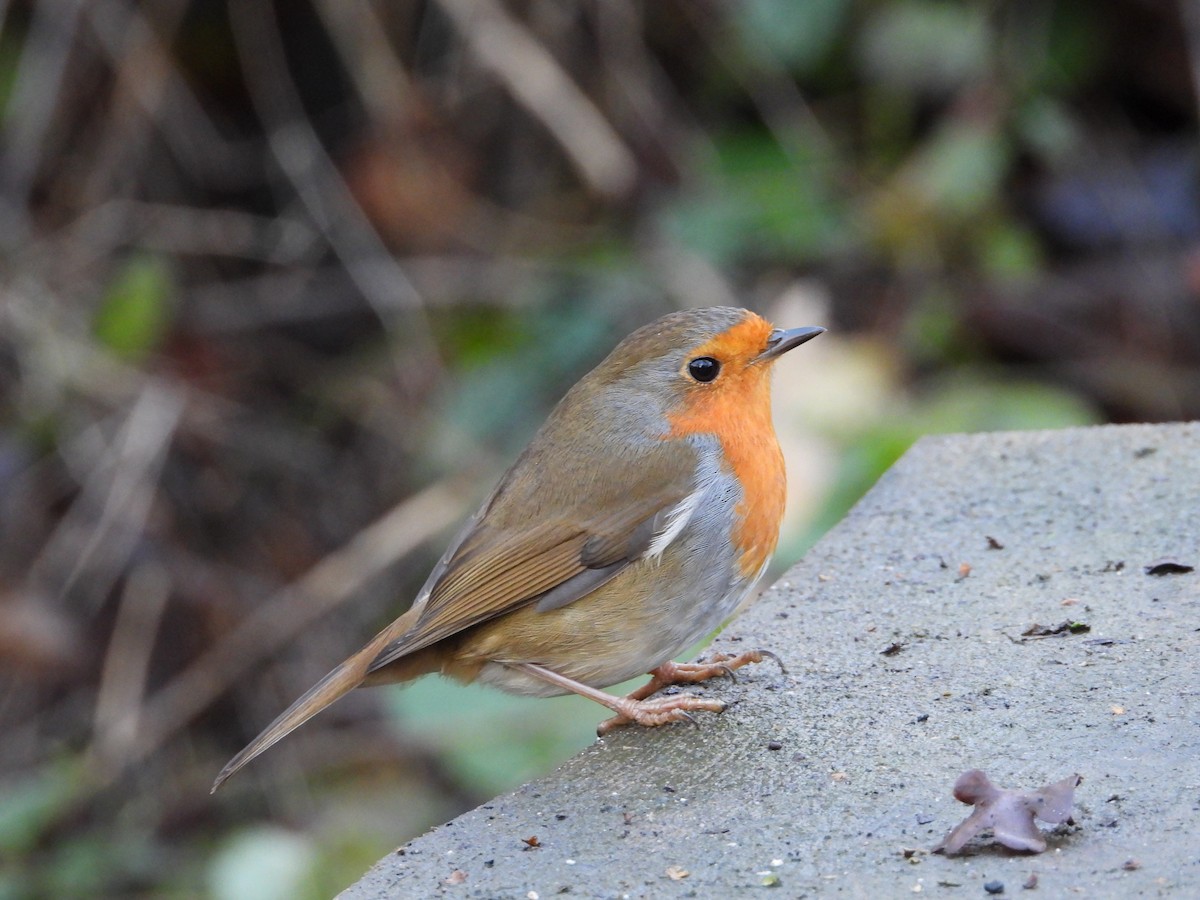 European Robin - ML646342077
