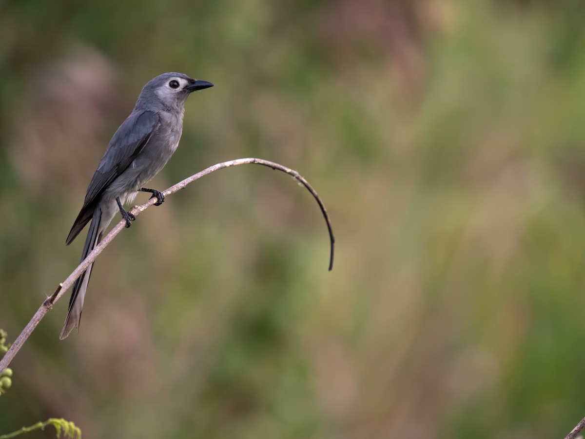 Ashy Drongo (White-lored) - ML646342078