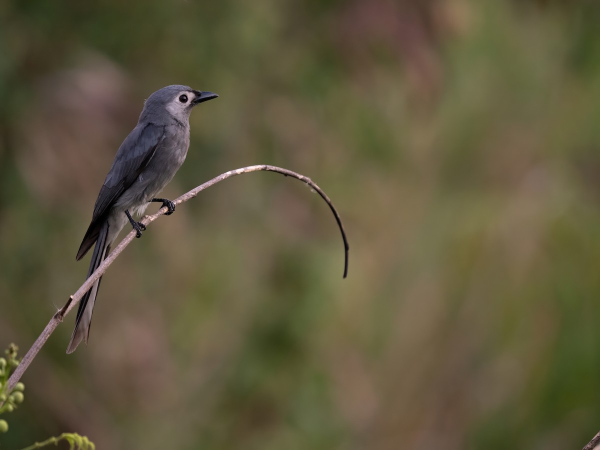 Ashy Drongo (White-lored) - ML646342081