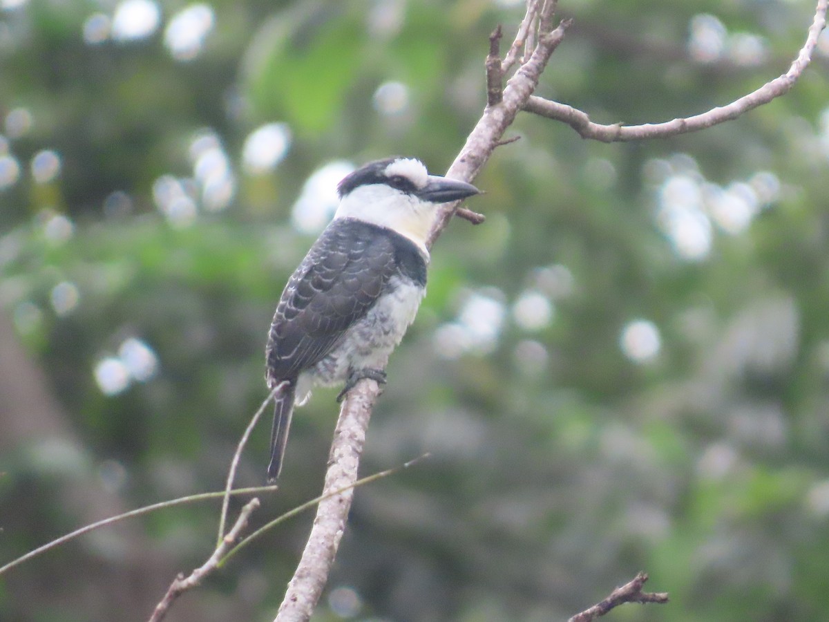 White-necked Puffbird - ML646342090
