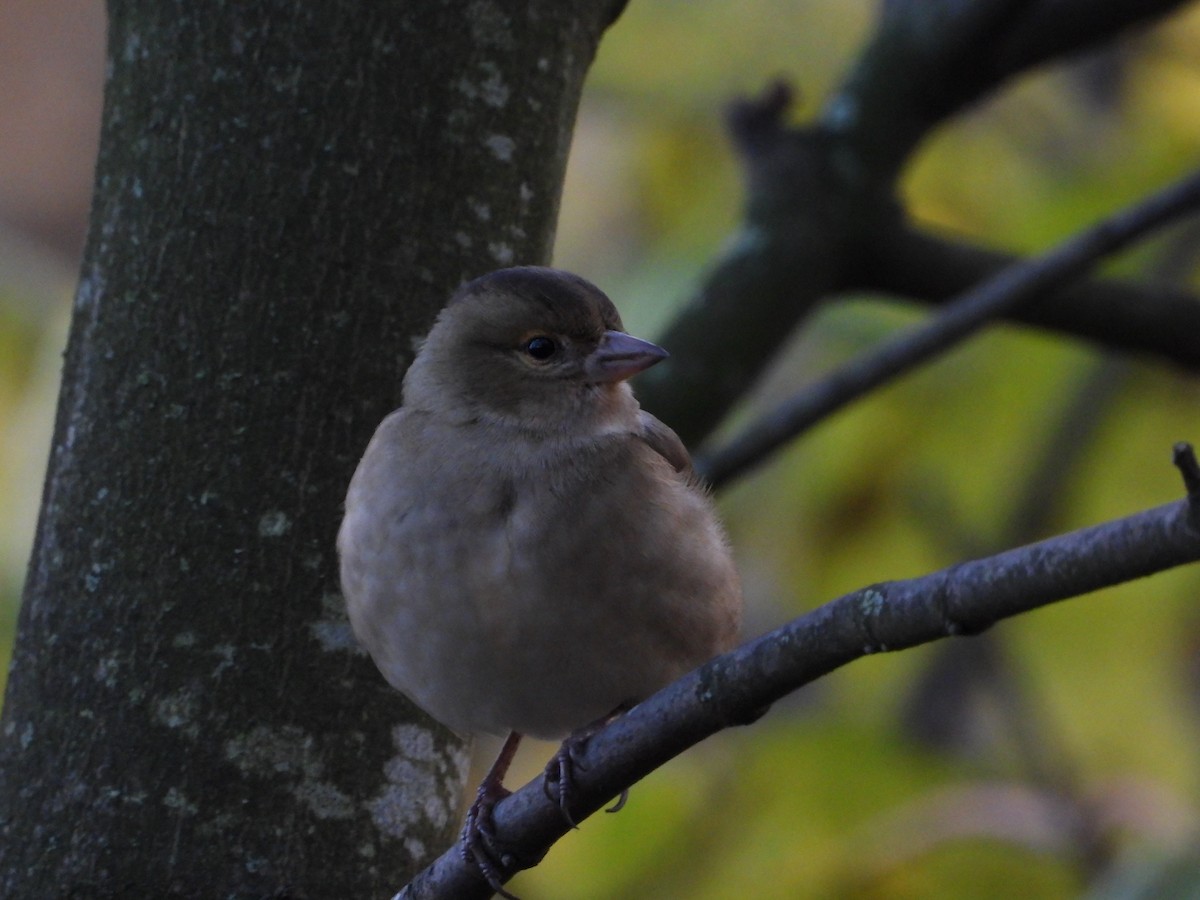Common Chaffinch - ML646342091