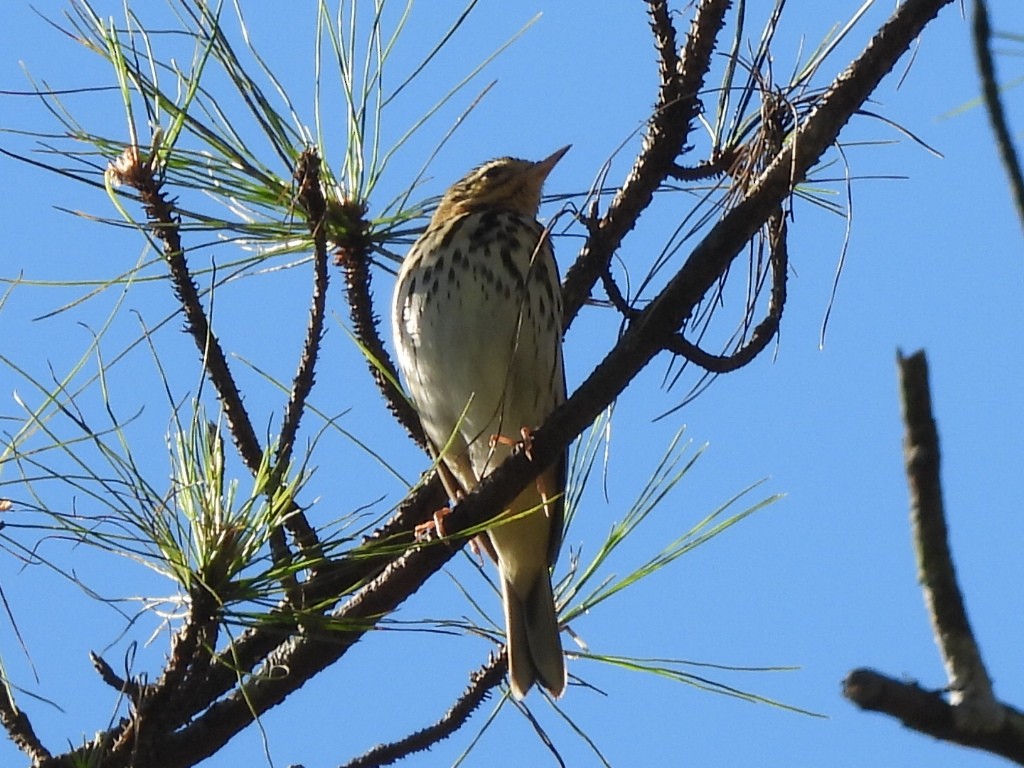Olive-backed Pipit - ML646342092