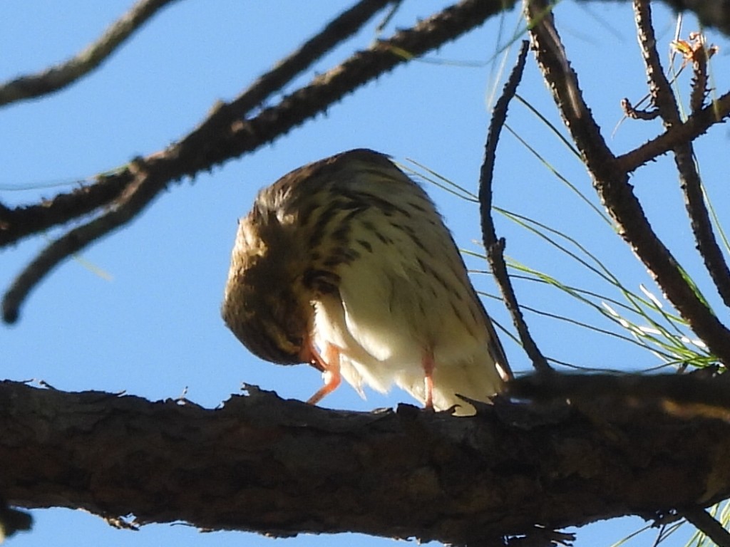 Olive-backed Pipit - ML646342094