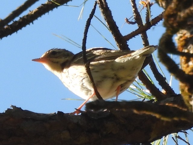 Olive-backed Pipit - ML646342096