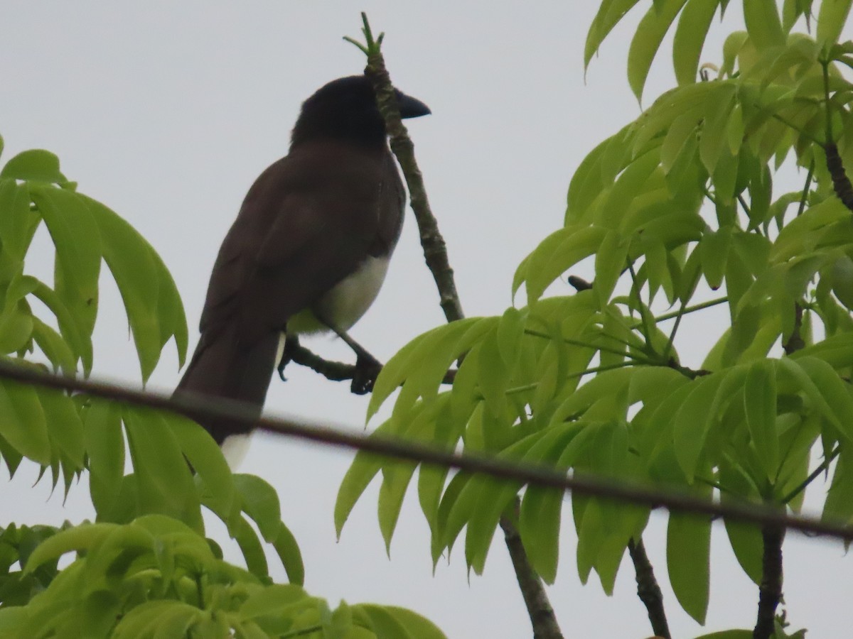 Brown Jay - ML646342097