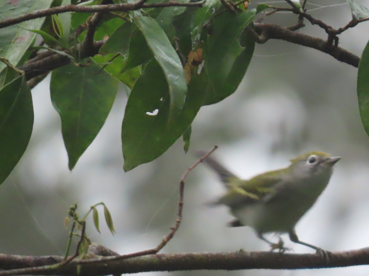 Chestnut-sided Warbler - ML646342098
