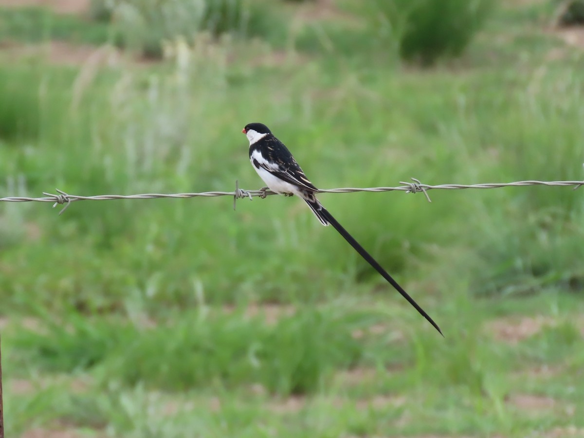 Pin-tailed Whydah - ML646342100