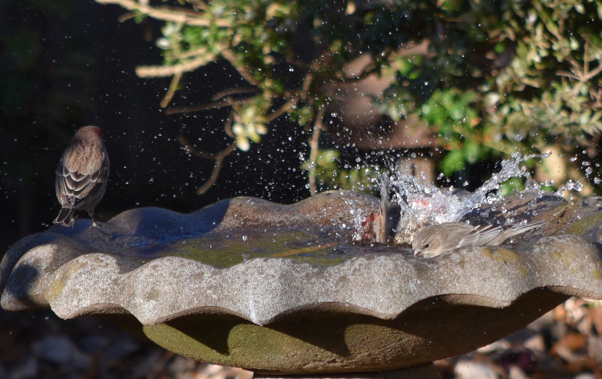 House Finch - ML646342105