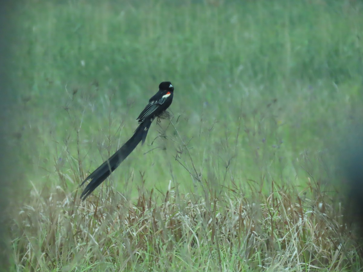 Long-tailed Widowbird - ML646342109