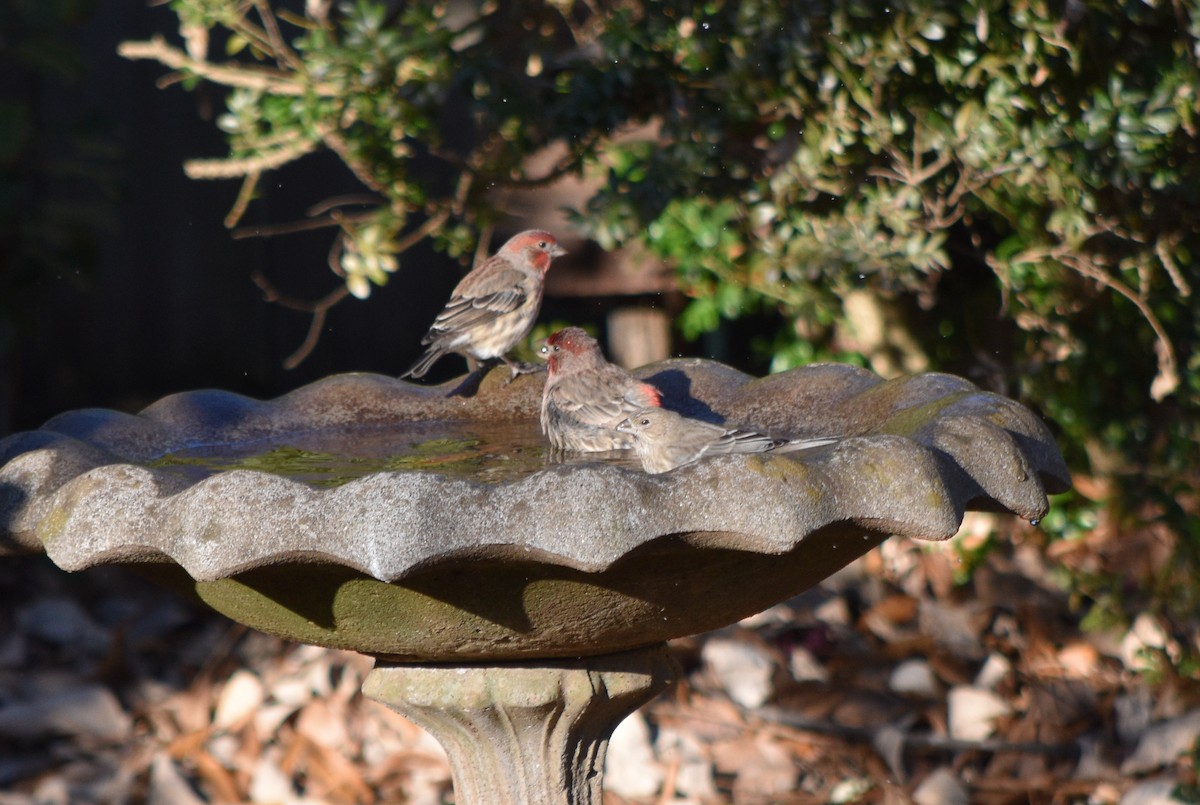 House Finch - ML646342111