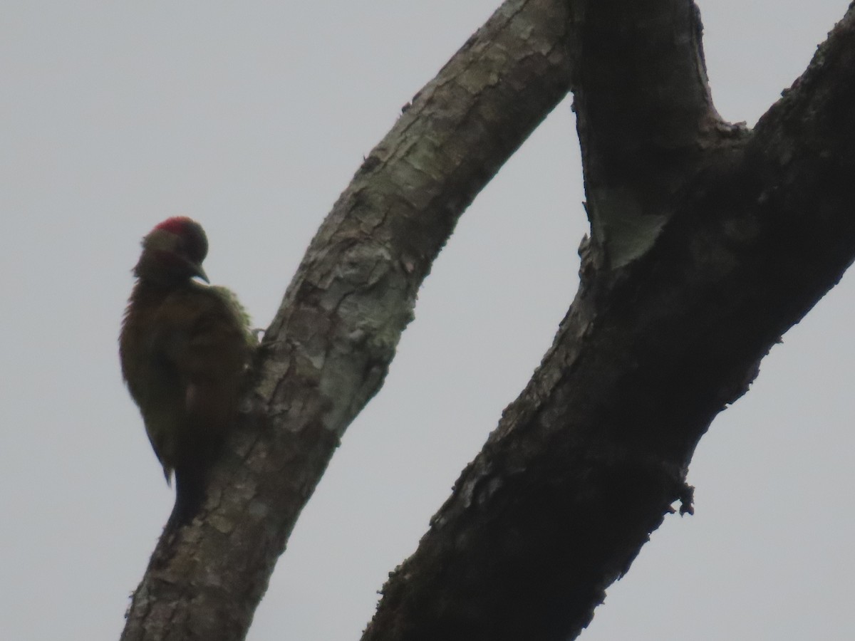 Golden-olive Woodpecker - ML646342112