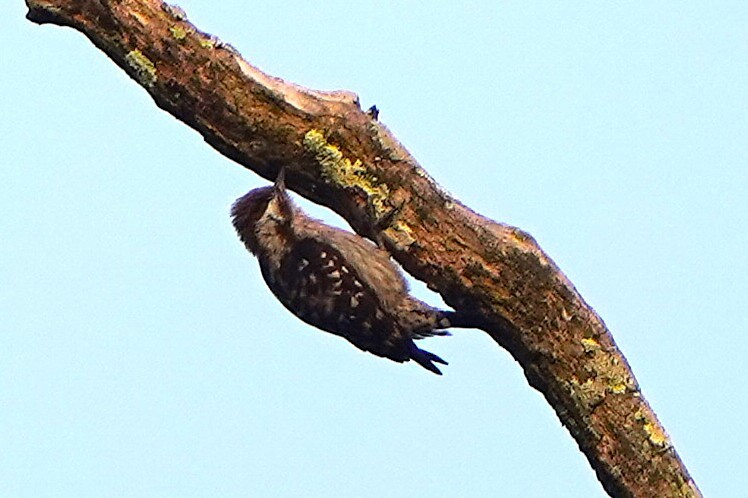 Brown-capped Pygmy Woodpecker - ML646342113