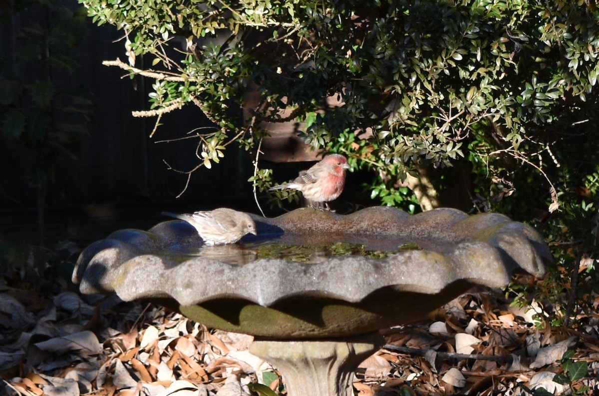 House Finch - ML646342114