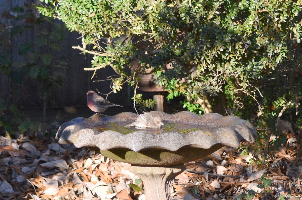 House Finch - ML646342115