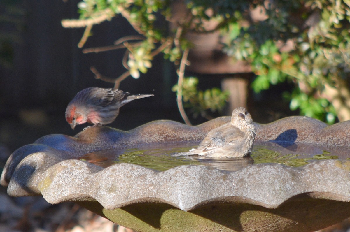 House Finch - ML646342117