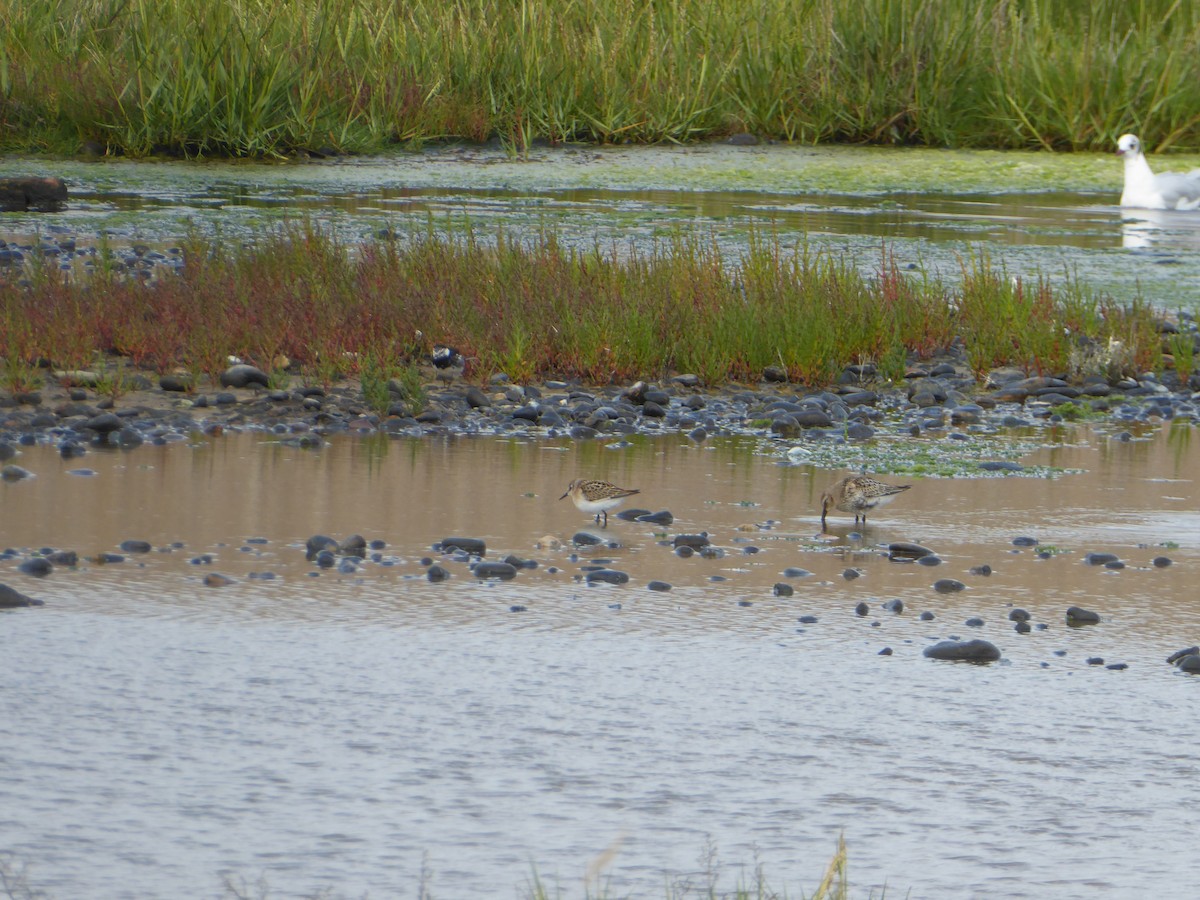 Little Stint - ML646342118