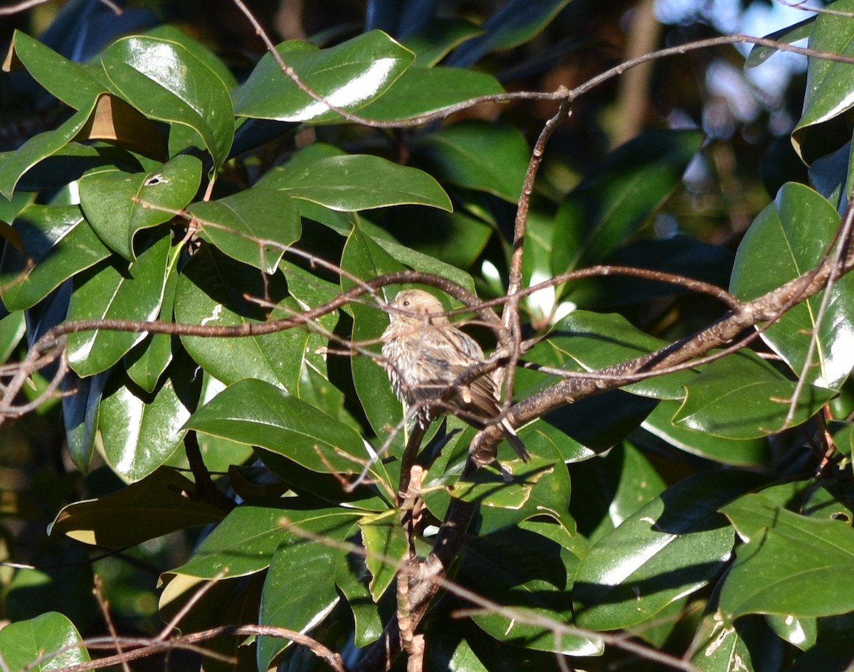 House Finch - ML646342120
