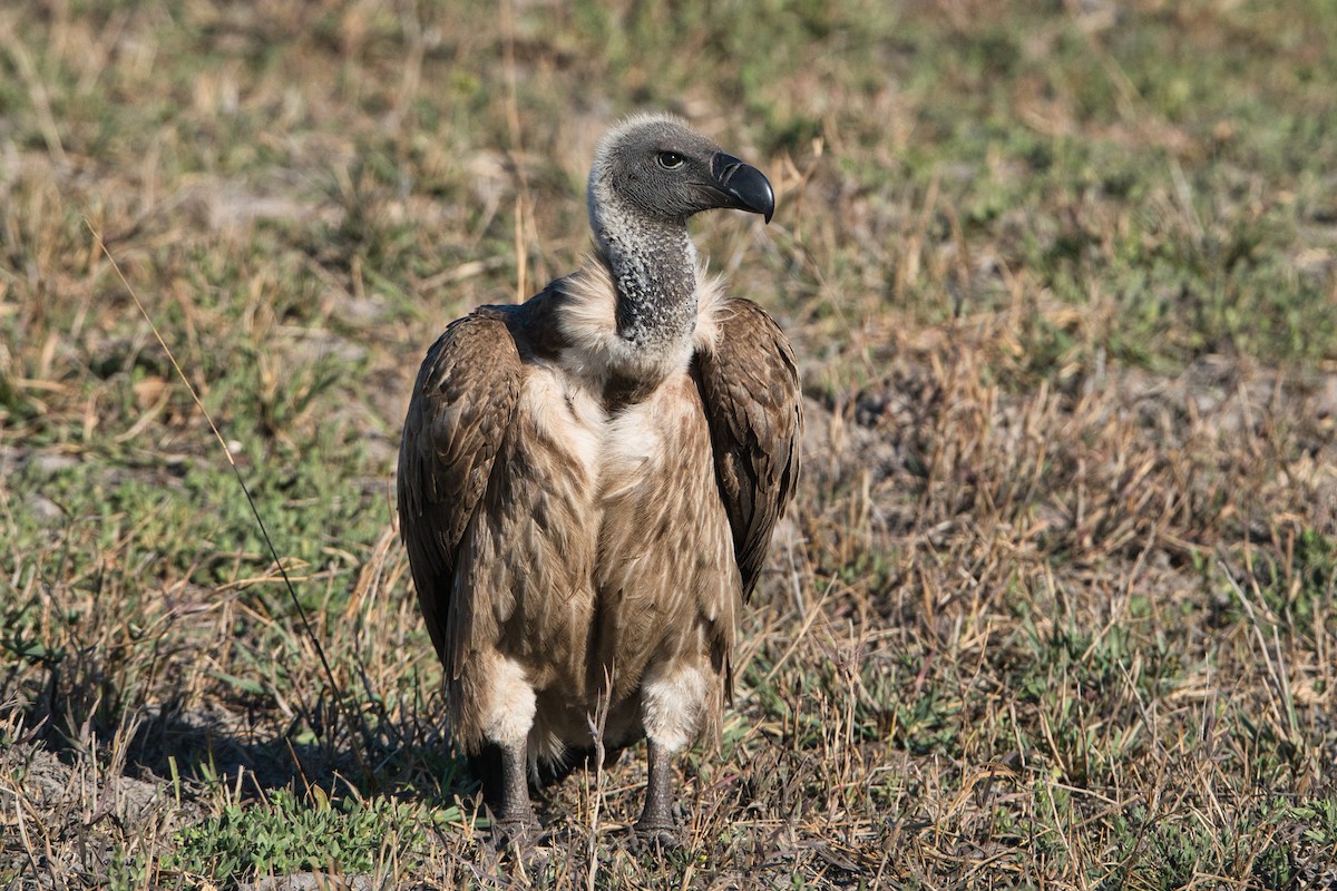 White-backed Vulture - ML646342121
