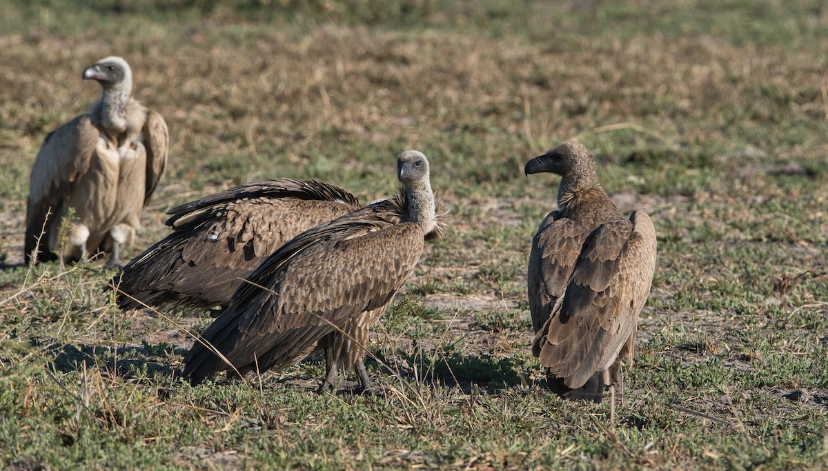 White-backed Vulture - ML646342122