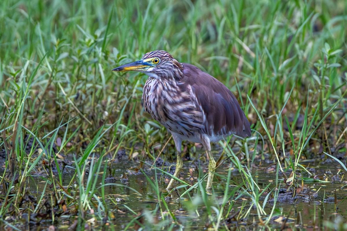 Chinese Pond-Heron - ML646342123