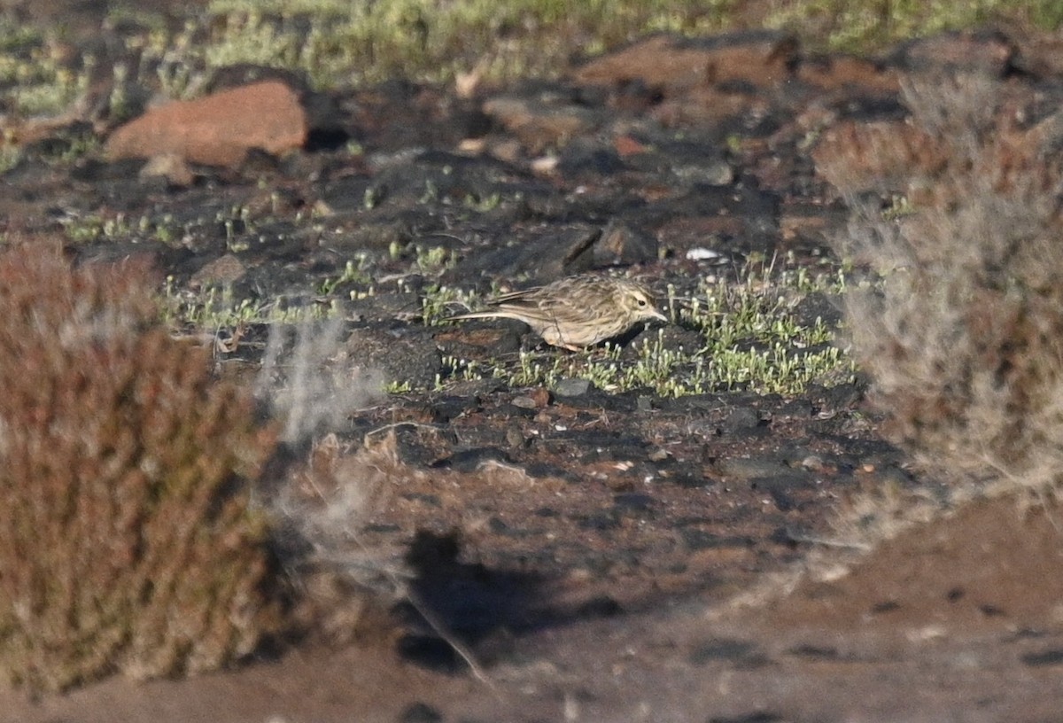Australian Pipit - ML646342127
