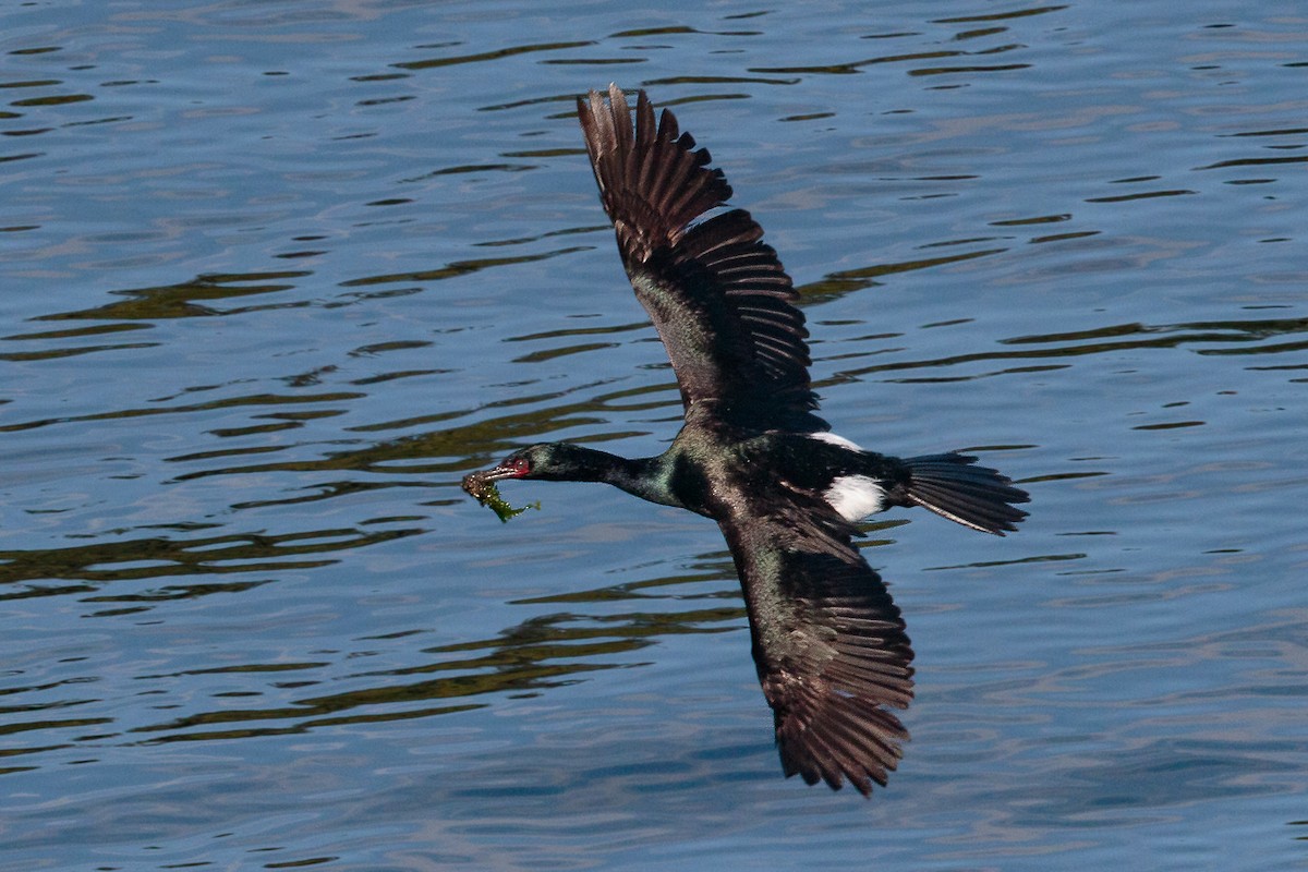 Pelagic Cormorant - ML646342128