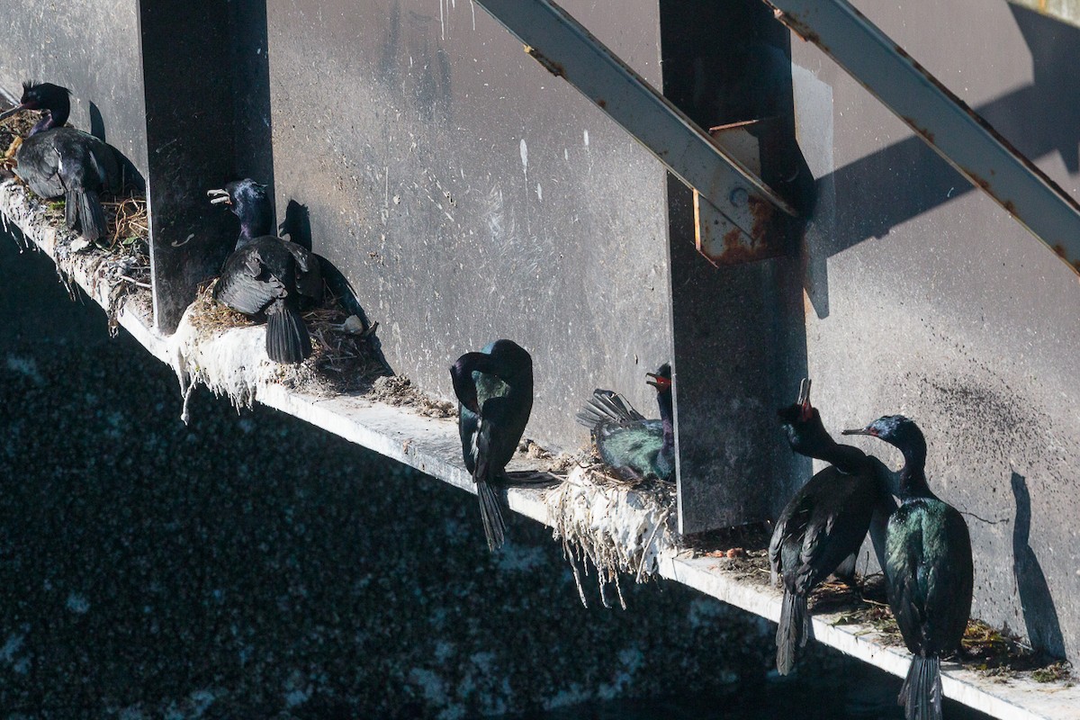 Pelagic Cormorant - ML646342129