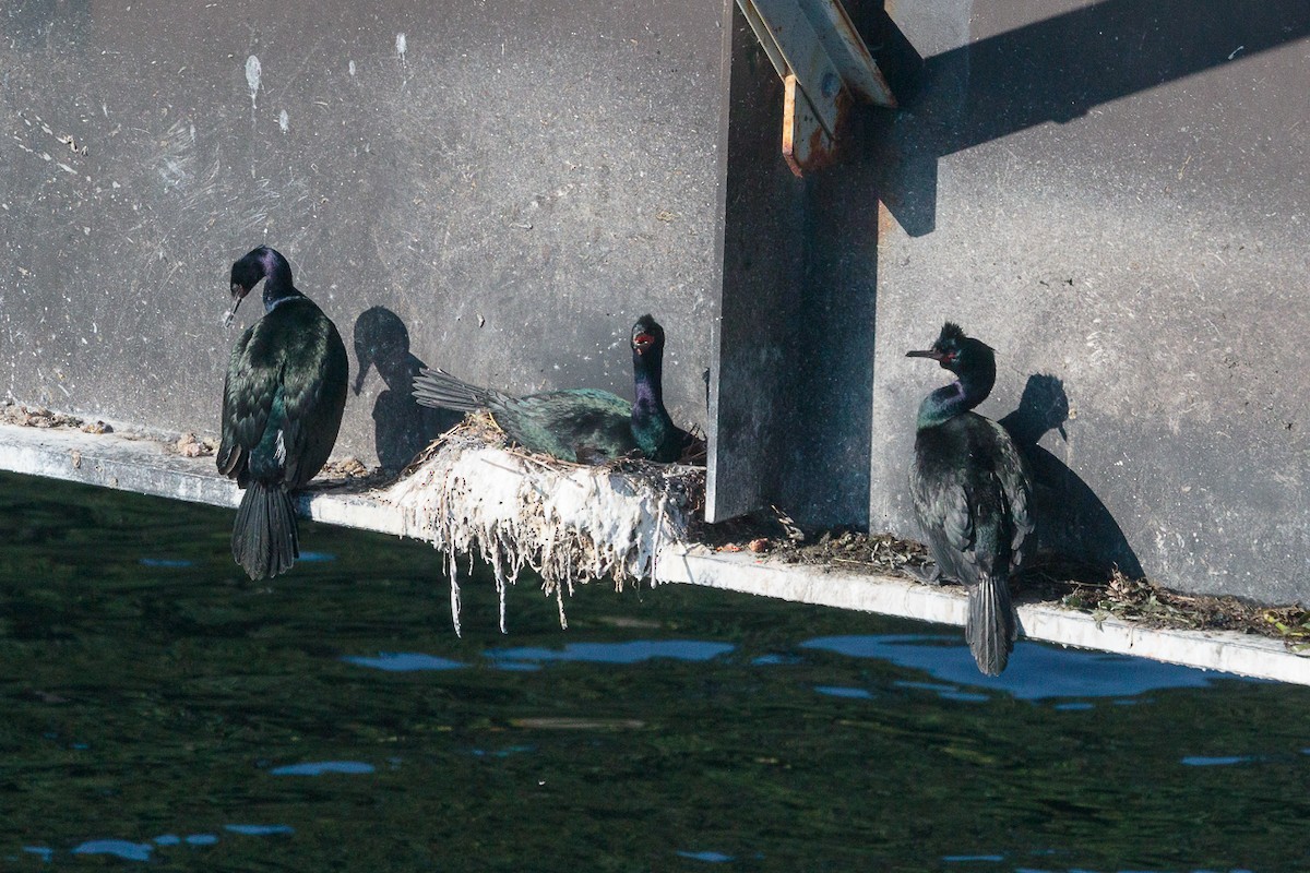 Pelagic Cormorant - ML646342130