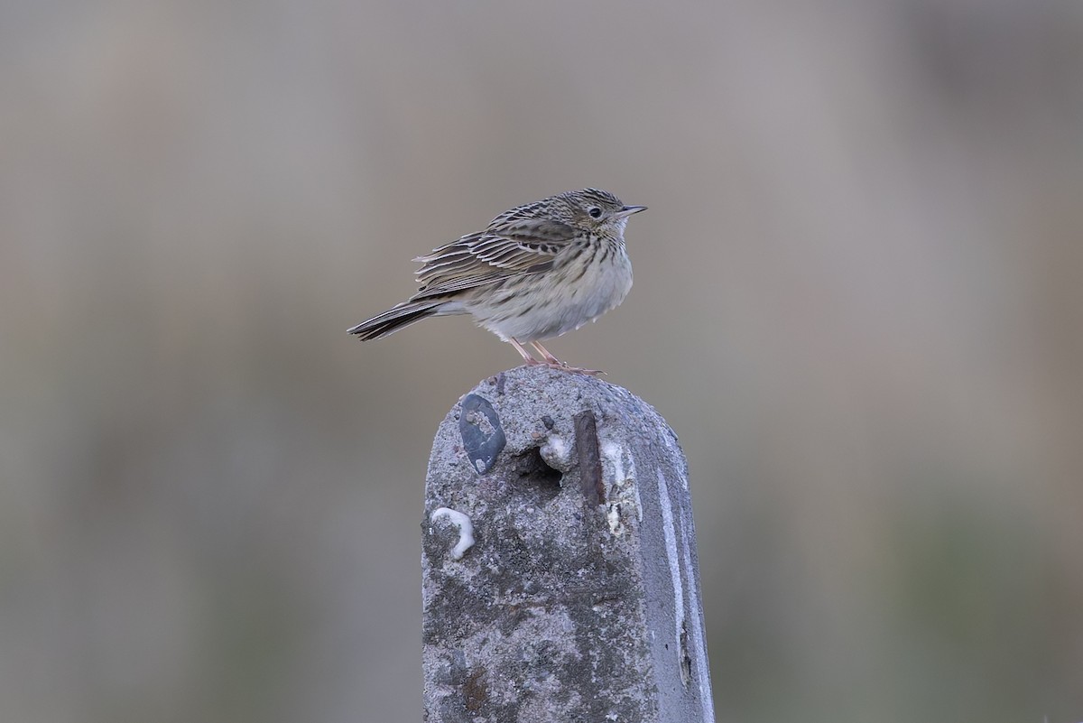 Hellmayr's Pipit - ML646342131