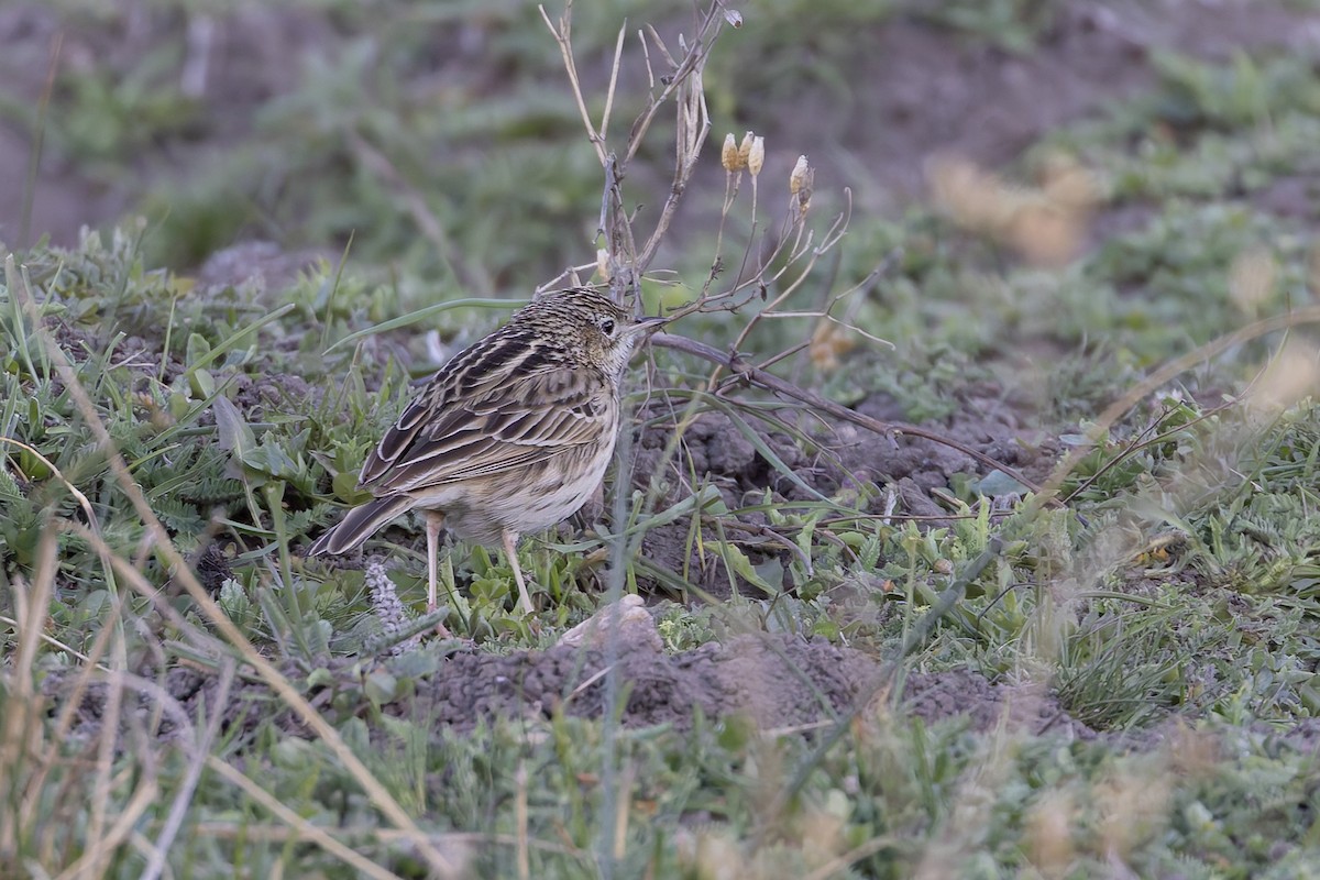 Hellmayr's Pipit - ML646342132
