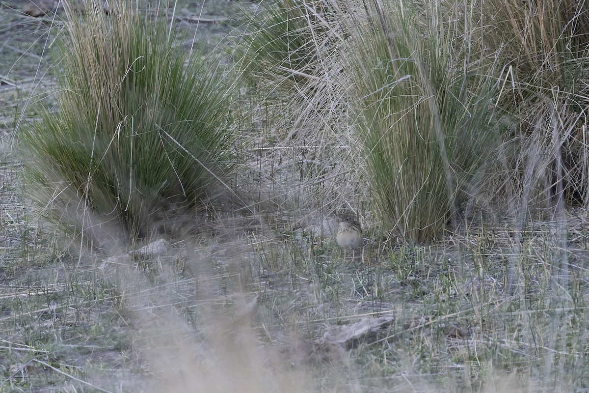 Hellmayr's Pipit - ML646342133