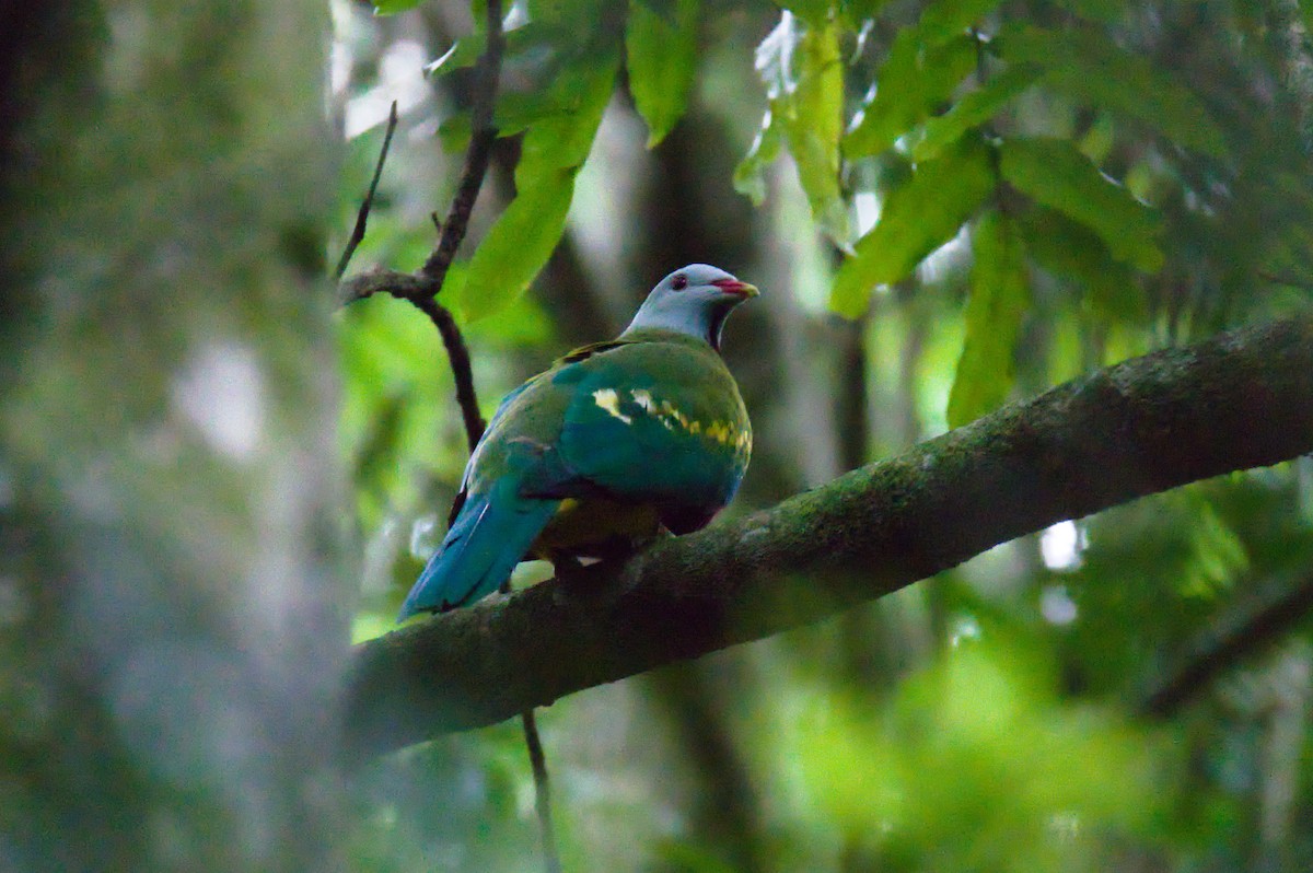Wompoo Fruit-Dove - ML646342135