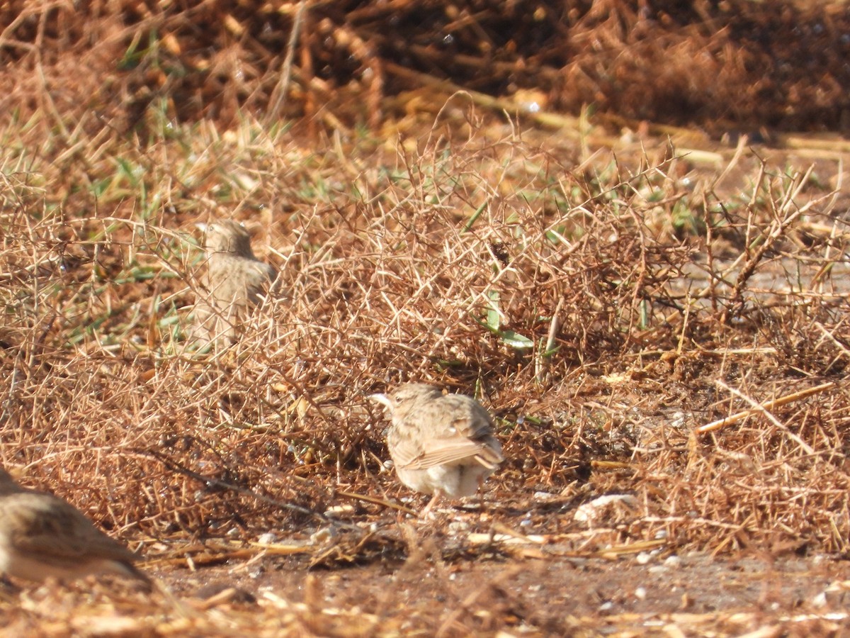 Crested Lark - ML646342137