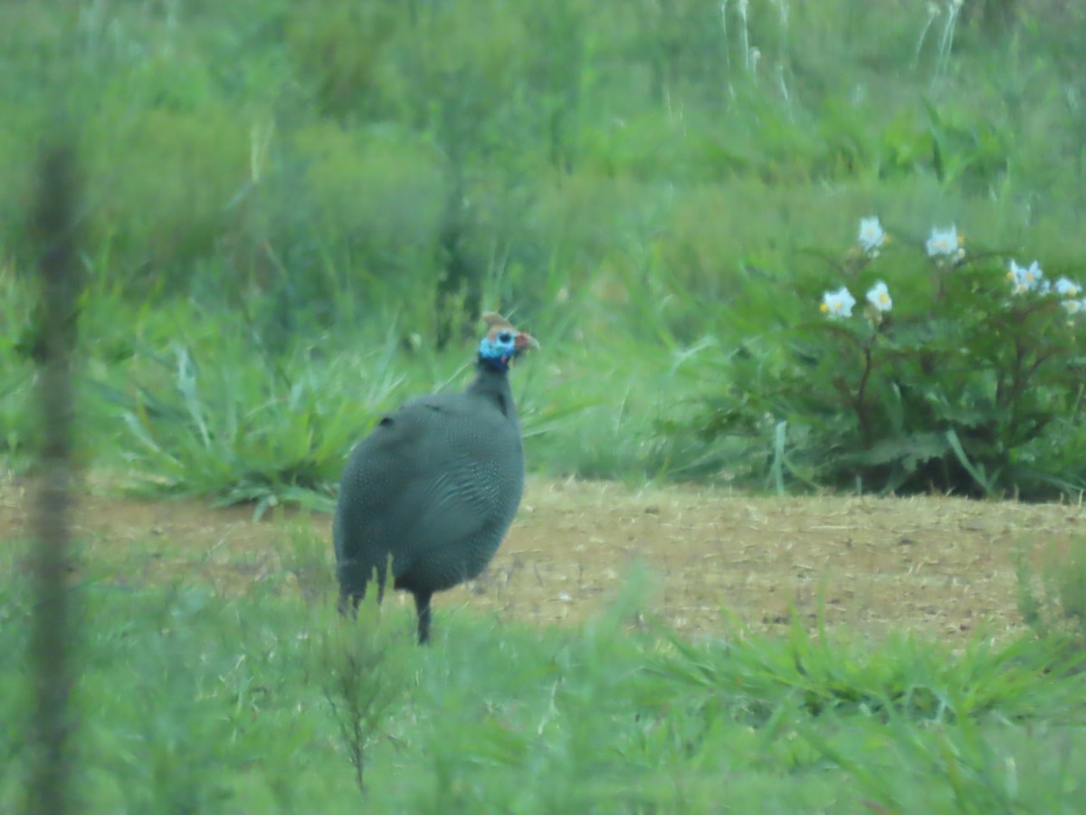 Helmeted Guineafowl - ML646342138