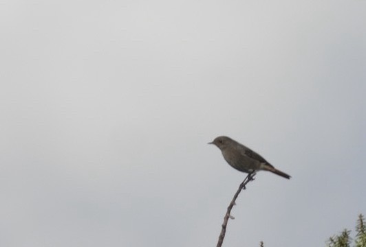 Black Redstart - ML646342140