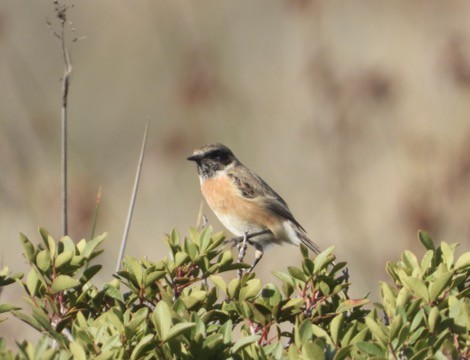 European Stonechat - ML646342141
